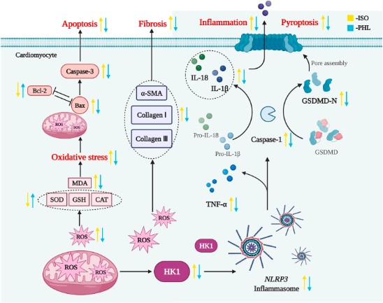 Mechanism for the protective effects of PHL against ISO-induced myocardial fibrosis (MF).jpg